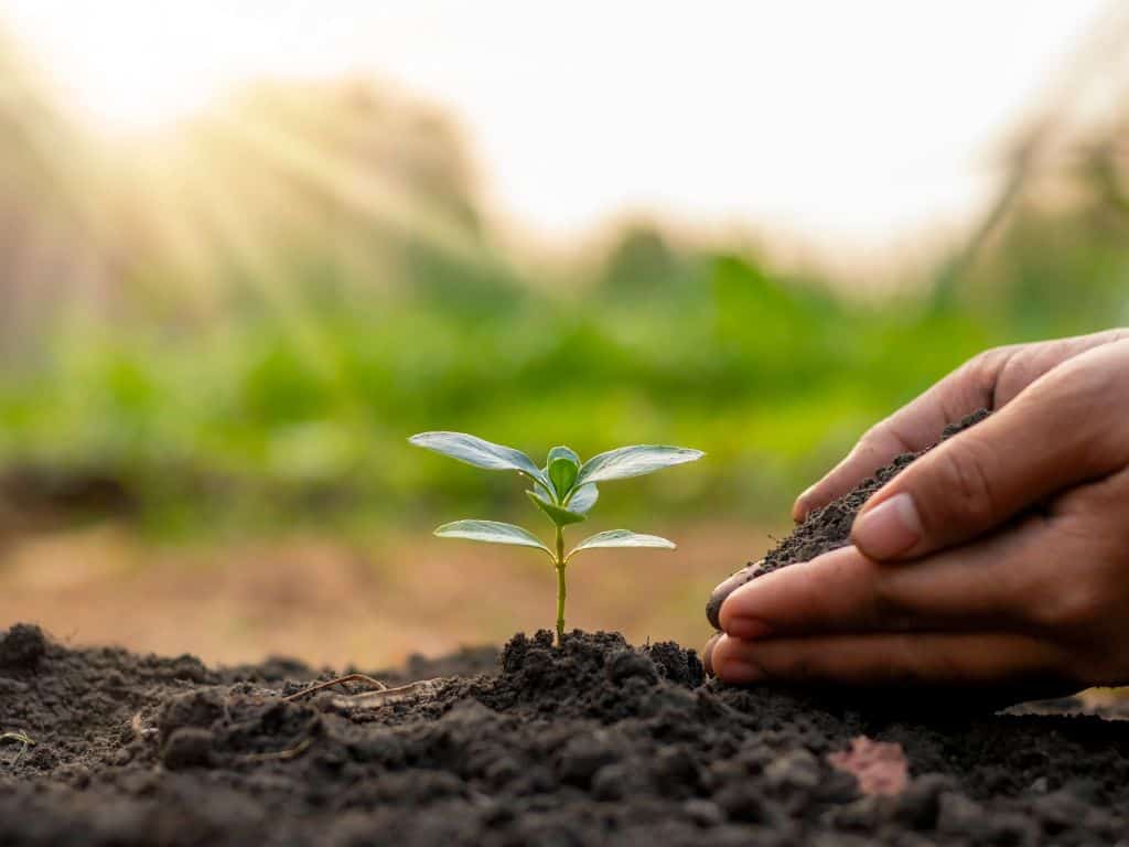 7 Benefits Of A Life Rooted in God Small plant growing in new ground with hands scooping dirt around it.